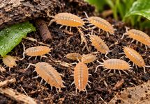 ACANTHOSCELIDES OBTECTUS/ BONENKEVER (BO