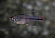 PHOENIX TETRA