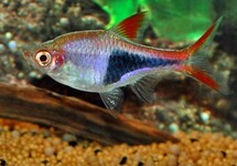 HARLEQUIN RASBORA