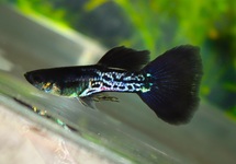 GUPPY PLATINUM BLACK SNAKESKIN MALE