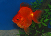 VOILE DE CHINE RYUKIN SHORTTAIL ROUGE