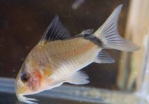 SCHWARZRÜCKEN-PANZERWELS