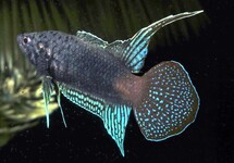 RUNDSCHWANZMAKROPODE