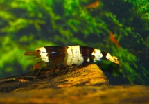 CRYSTAL BLACK GARNAAL