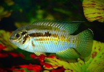 ARAGUAIAE DWARF ACARA