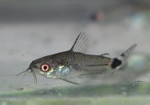 TAILSPOT DWARF CORY