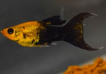 MOLLY GOLDDUST TUXEDO SCHLEIER