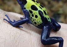 DENDROBATE DORÉ VERT