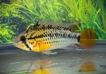 DWARF CICHLID GUTTATA