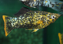 POECILIA LATIPINNA MARBLE ORANGETAIL M