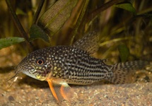 CORYDORAS DE STERBA