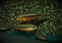 DWERGCICHLIDE ELIZABETHAE