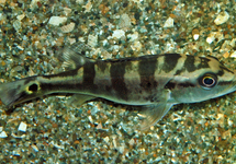 TUCANARE PEACOCK BASS