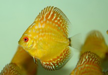 DISCUS PIGEON ELECTRIC DREAM