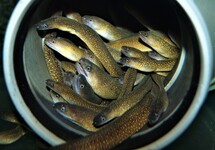 FRESHWATER MORAY EEL