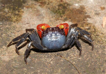 VAMPIRE CRAB BANYUMAS