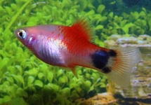 PLATY WHITE RED TOP MICKEY