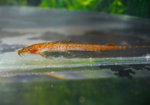CATFISH CONGO