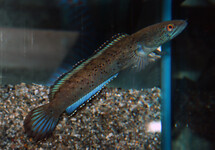 SLANGEKOPVIS BIPULUI