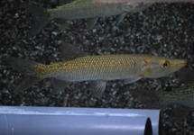 AFRICAN PIKE-CHARACIN