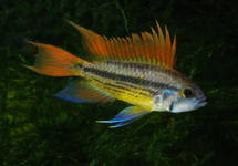 COCKATOO DWARF CICHLID ORANGE