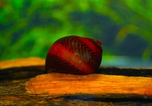 RED NERITE SNAIL