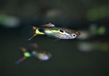 GUPPY ENDLER LIME TIGER MANN