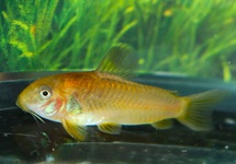 CORYDORAS CW078