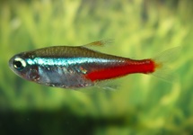 NEON TETRA  