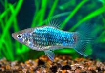 PLATY NEON BLAU TUXEDO