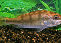 CICHLA KELBERI