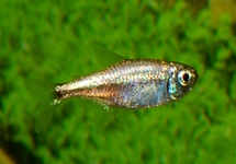 DAWN TETRA