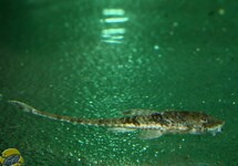 WHIPTAIL CATFISH