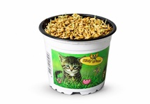 Triticum (kattengras) in pot (p12)
