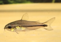 CORYDORAS PYGMEE