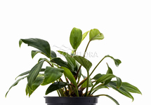 Anubias sagittae - PE