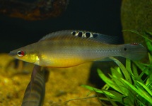 CRENICICHLA REGANI