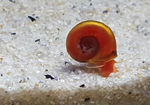 RAMSHORN SNAIL RED