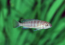 MALAWI BUNTBARSCH FLAVUS