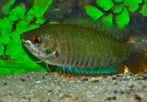 BANDED GOURAMI
