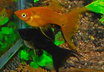 SAILFIN MOLLY MIX LONGFIN