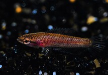 PRACHTGURAMI PARVULUS