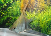 MAANVIS SURINAM RED SPOTTED M
