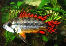 COCKATOO DWARF CICHLID DOUBLE RED