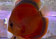 DISCUS RED COVER