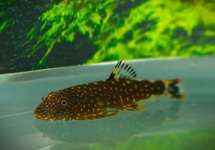 BORNEO FLOSSENSAUGER