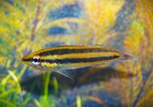 PAROSPHROMENUS SUMATRANUS M