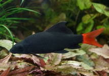 REDTAILED BLACK SHARK