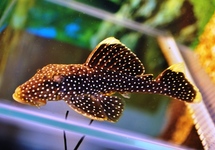 L081 GOLD NUGGET PLECO