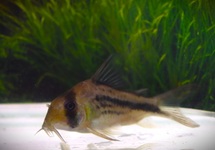 AXELROD'S CORY